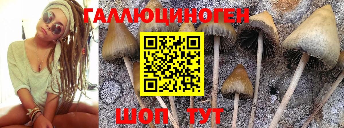 Псилоцибиновые грибы мицелий  Волгодонск  Галлюциногенные грибы MAGIC MUSHROOMS 